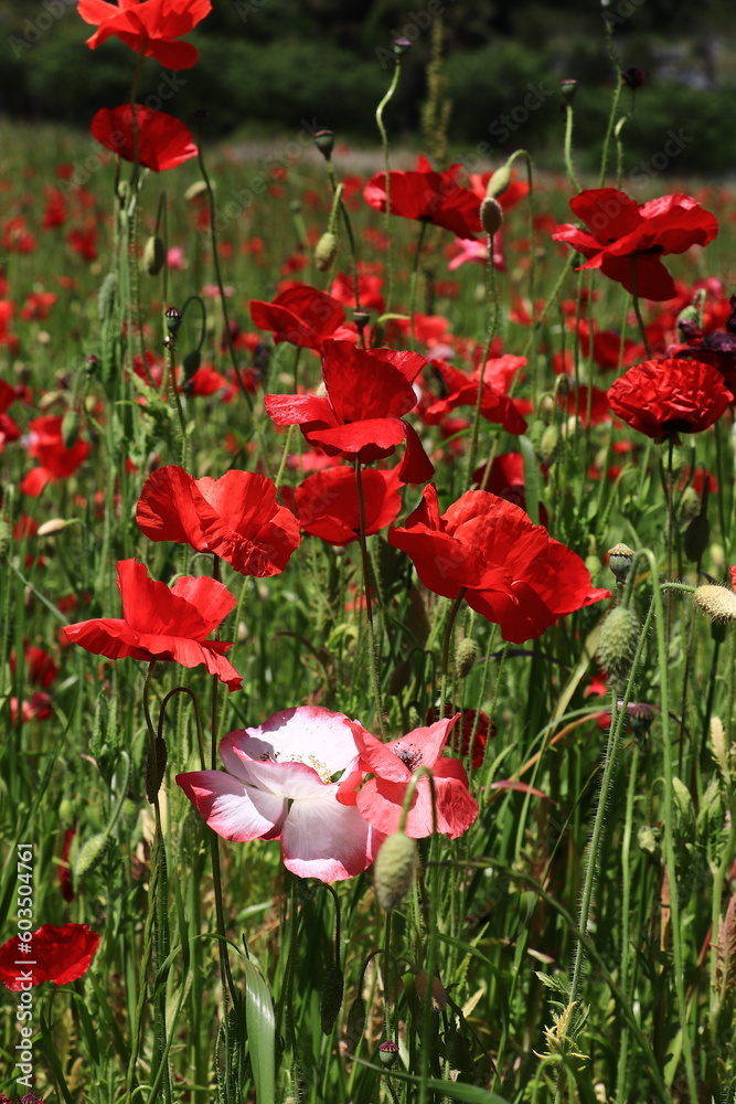 Obraz premium ポニー畑