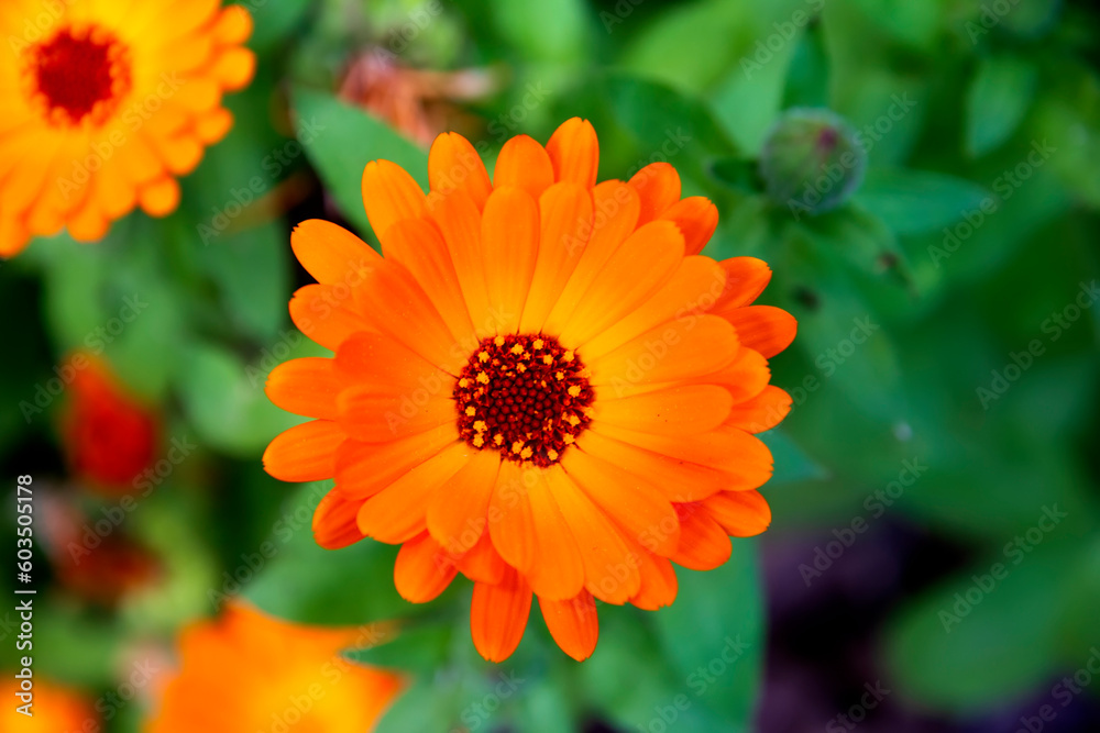Top View Of a Beautiful Summer Flower. Orange Flower Of Calendula Officinalis. Top View Of a Beautiful Summer Flower. Orange Flower Of Calendula Officinalis.