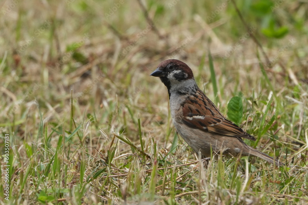 eurasian tree sparrow in a field eurasian tree sparrow in a field