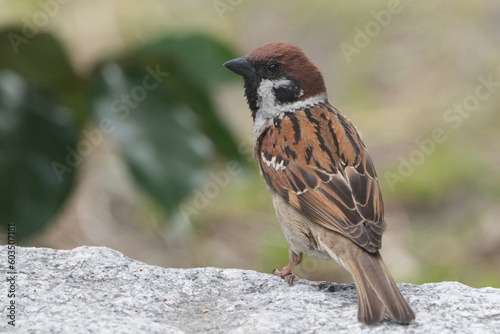 eurasian tree sparrow in a field