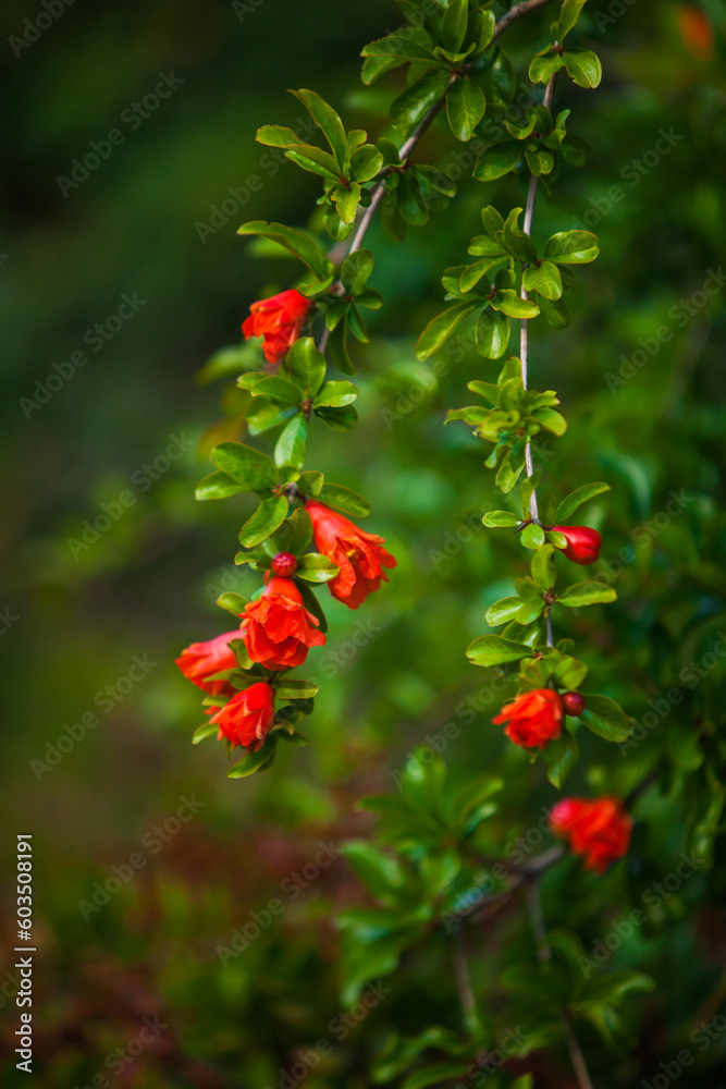 Red flower on a green tree