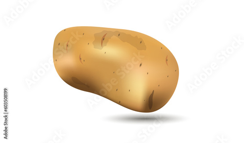Realistic, clean Potato vector image illustration. Starchy food, Solanum tuberosum. Very common vegetable. Worlds most liked vegetable. Types of potatos.  International potato center. Roasted potato  