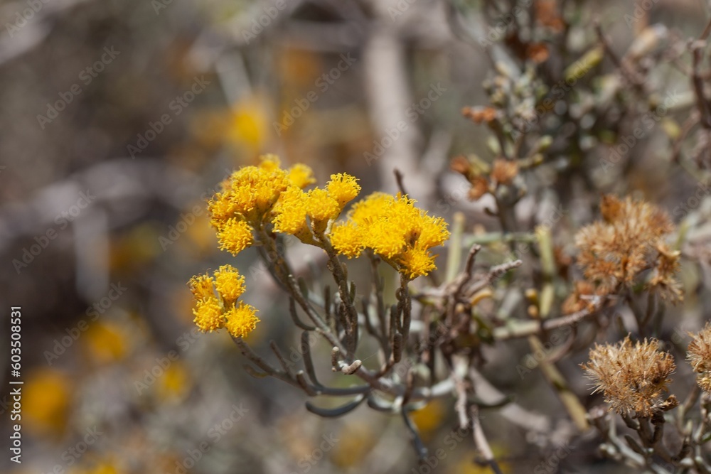 Flowers of the ragwort Senecio filaginoides