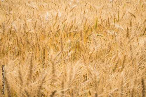 Beautiful view of a wheat field 