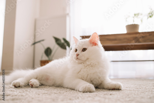 A cute fluffy white kitten lies on the floor and looks up in surprise. Life of pets in the apartment