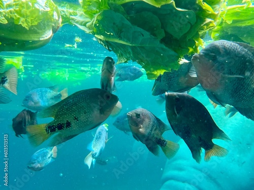 Group of Redhead Cichlids Enjoying a Feast of Lettuce