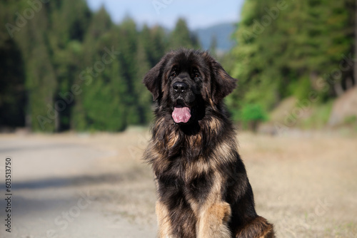 Beautiful big dog breed leonberger