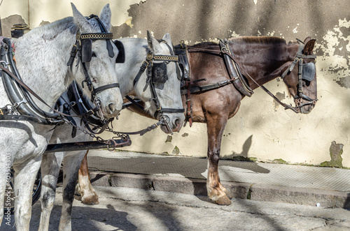 Horses in Cordoba, Spain