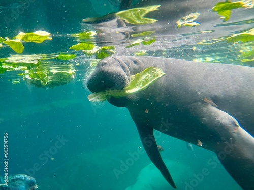 Manatee Enjoying a Piece of Lettuce