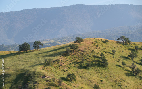 Scenic Hillside with Oak Trees near Bealville, Kern County, California