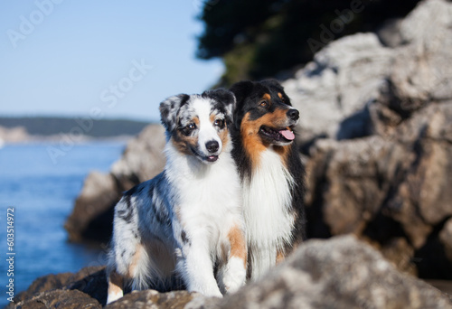 Two Australian Shepherds in the rocks on the sea
