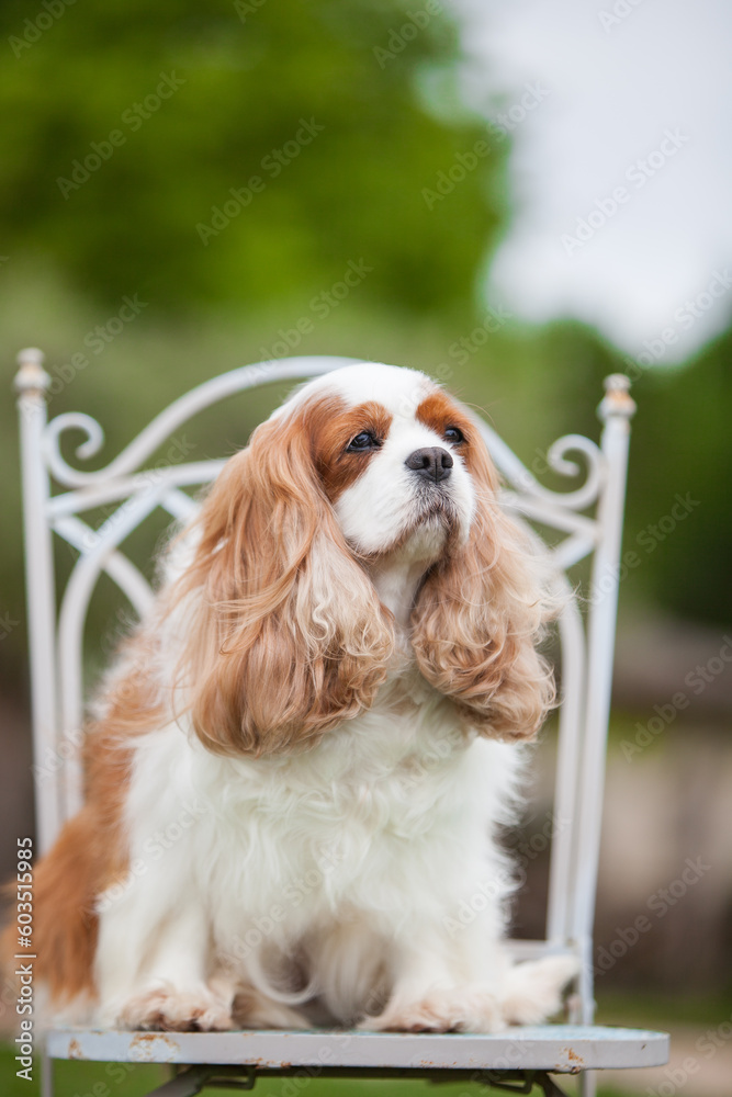 Cavalier King Charles Spaniel in the park portrait Cavalier King Charles Spaniel in the park portrait