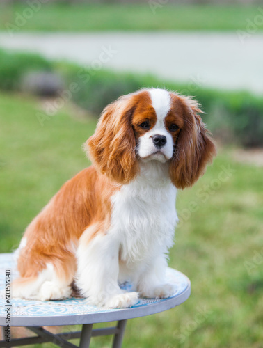 Photography Cavalier King Charles Spaniel in the park portrait