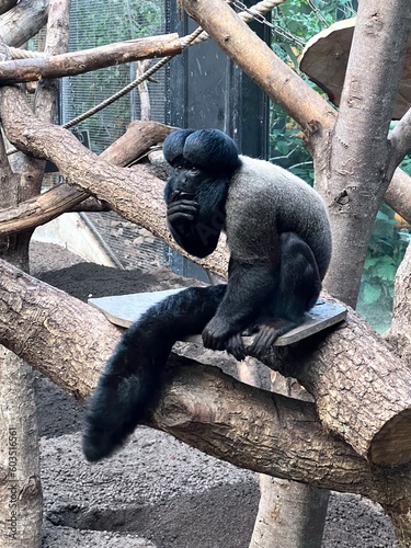 Contemplative Red-Backed Bearded Saki Monkey