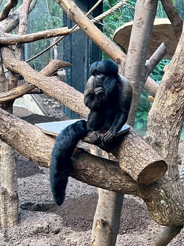 Contemplative Red-Backed Bearded Saki Monkey