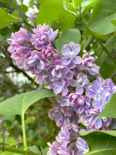 pink hydrangea flowers