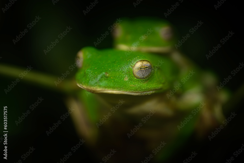 Malabar gliding frogs mating at Amboli ghat, Maharashtra, India Malabar gliding frogs mating at Amboli ghat, Maharashtra, India