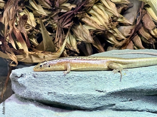 Gerrhosaurus Lizard Basking in the Warm Sun on a Stone
