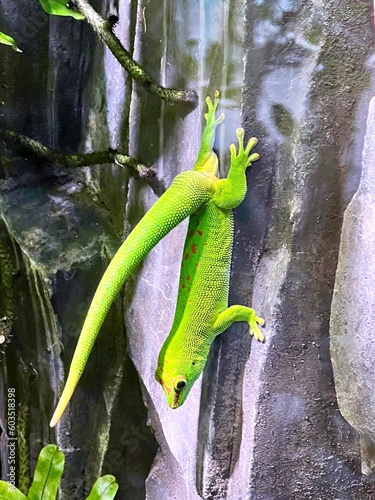 Vibrant Madagascar Giant Day Gecko