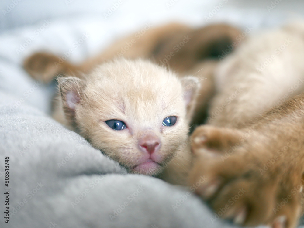 Cute little red kitten sleeps with his siblings