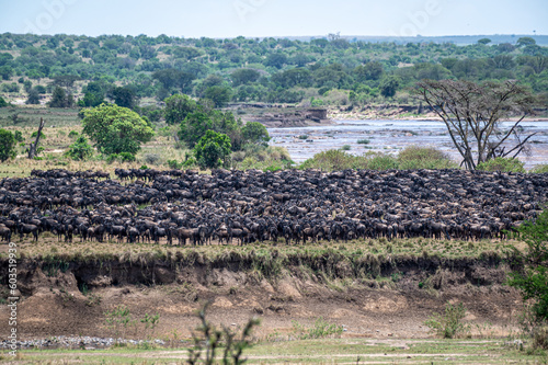 Gathering for the Great Wildebeest Migration photo