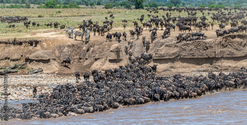 Great Wildebeest Migration Mara River Crossing photo