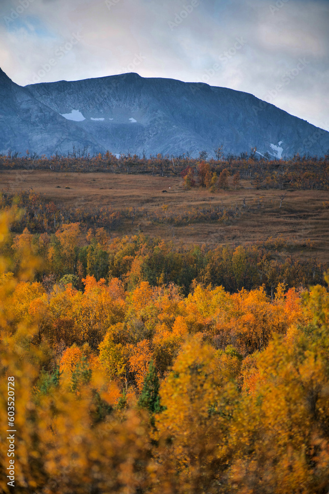 Telephoto shot of a forest woodlands of arctic northern scandinavia in a peak of autumn colors