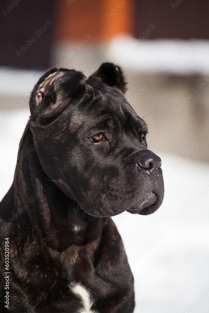 Cane Corso, black dog outdoors