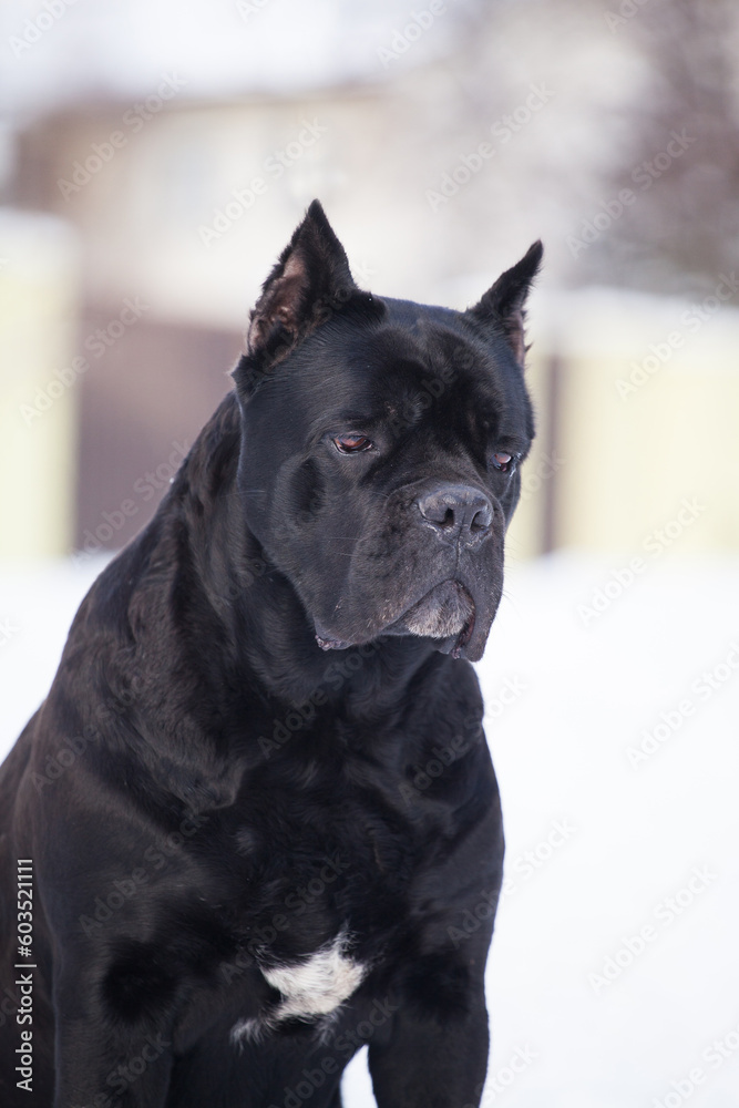 Cane Corso, black dog outdoors Cane Corso, black dog outdoors