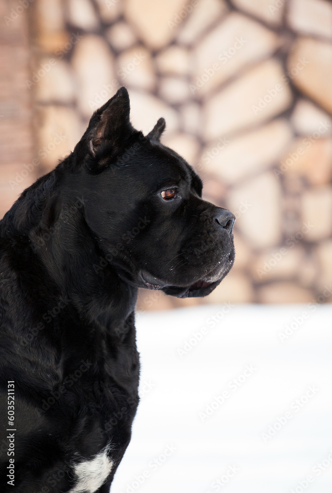 Cane Corso, black dog outdoors Cane Corso, black dog outdoors