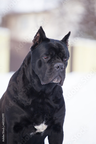 Cane Corso  black dog outdoors