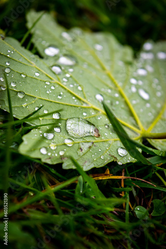 Wet Leaf in the Grass