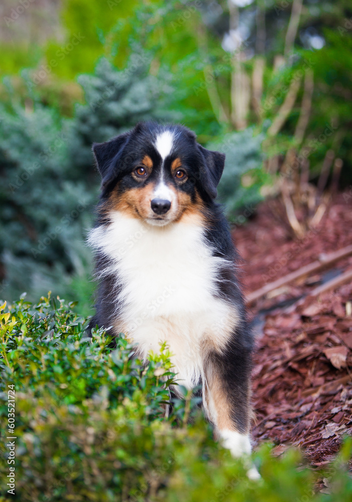 Miniature American Shepherd dog in the garden