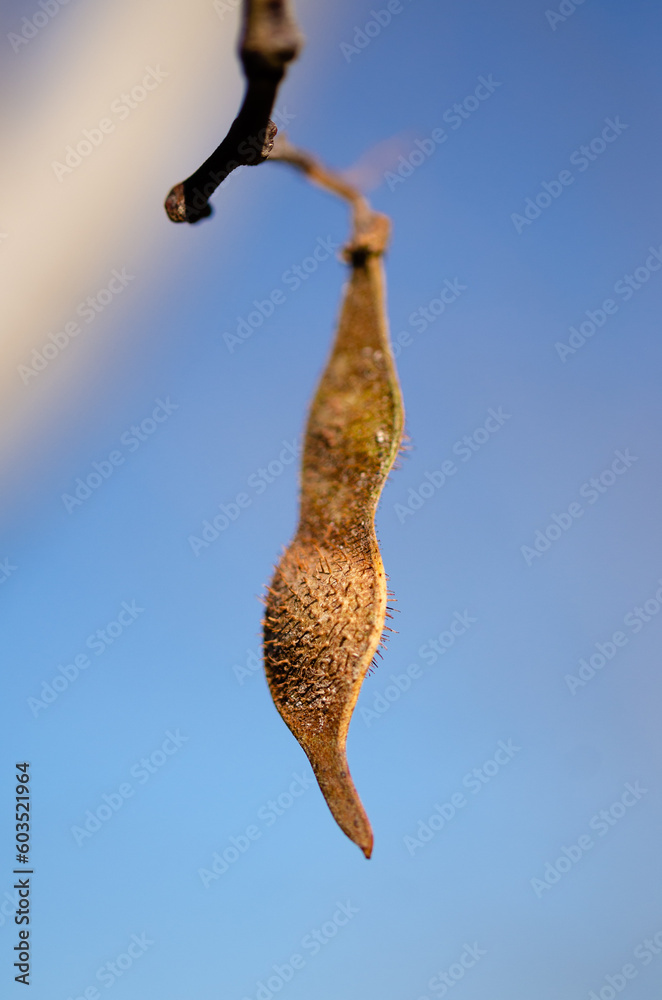 Fototapeta premium seed pod on a tree branch