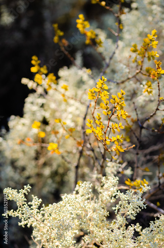 yellow leaves on a bush