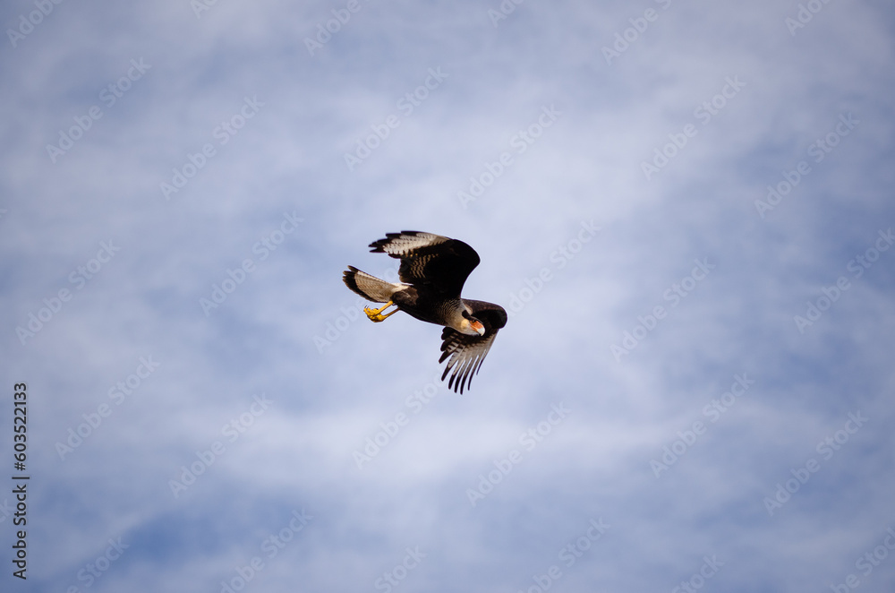 Fototapeta premium big bird in flight