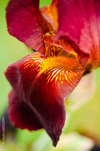 close up of a red and yellow flower