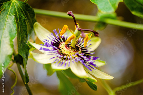 passion fruit flower
