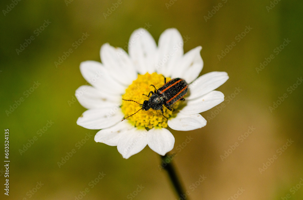 Fototapeta premium bug on a daisy flower