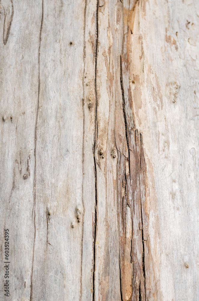 Tree bark texture