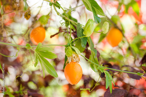 orange passion fruit on a tree photo