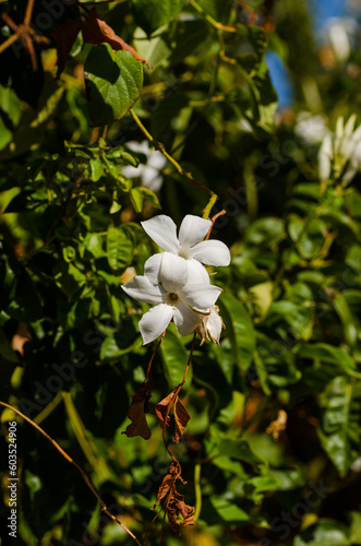 Fototapeta Naklejka Na Ścianę i Meble -  white flowers in the garden