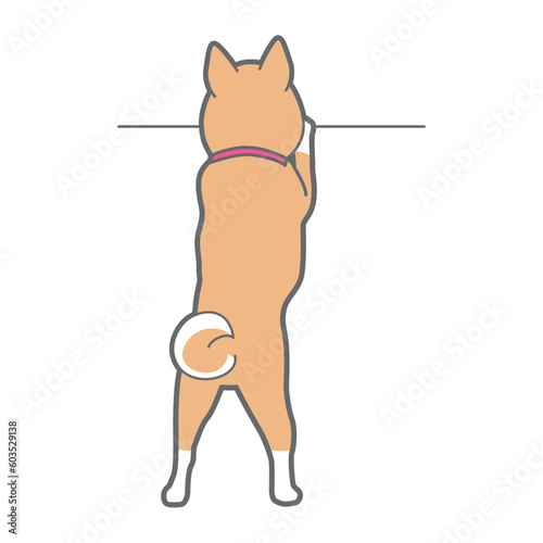 覗き込む柴犬のベクターイラスト