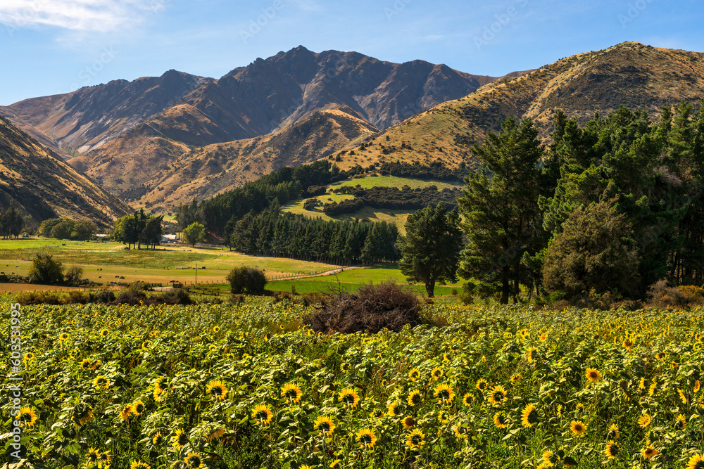 A agricultural land with a crop  of sunflowers in a valley under a mountain range