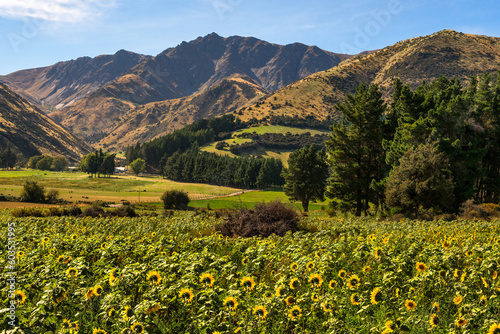 A agricultural land with a crop of sunflowers in a valley under a mountain range