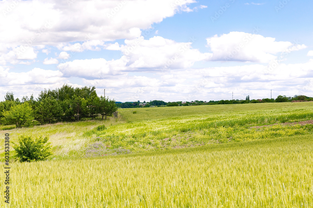 Obraz premium countryside village surrounded agricultural field,grass, old houses, nature summer spring landscape
