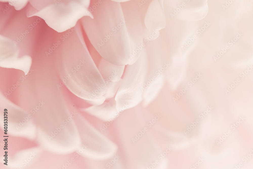 Peony petals blurred light background.Peony pink macro. Floral background.Floral wallpaper.Beautiful Floral background in pale pink and white colors.