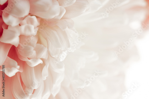 Peony petals blurred light background.Peony pink macro. Floral background.Floral delicate wallpaper.Beautiful Floral background in pale pink 