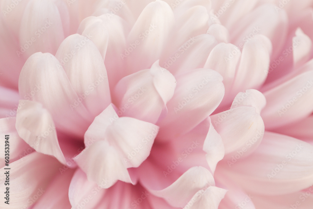 Peony petals background.Floral delicate wallpaper.Beautiful background in pale pink and white colors.Floral background. 