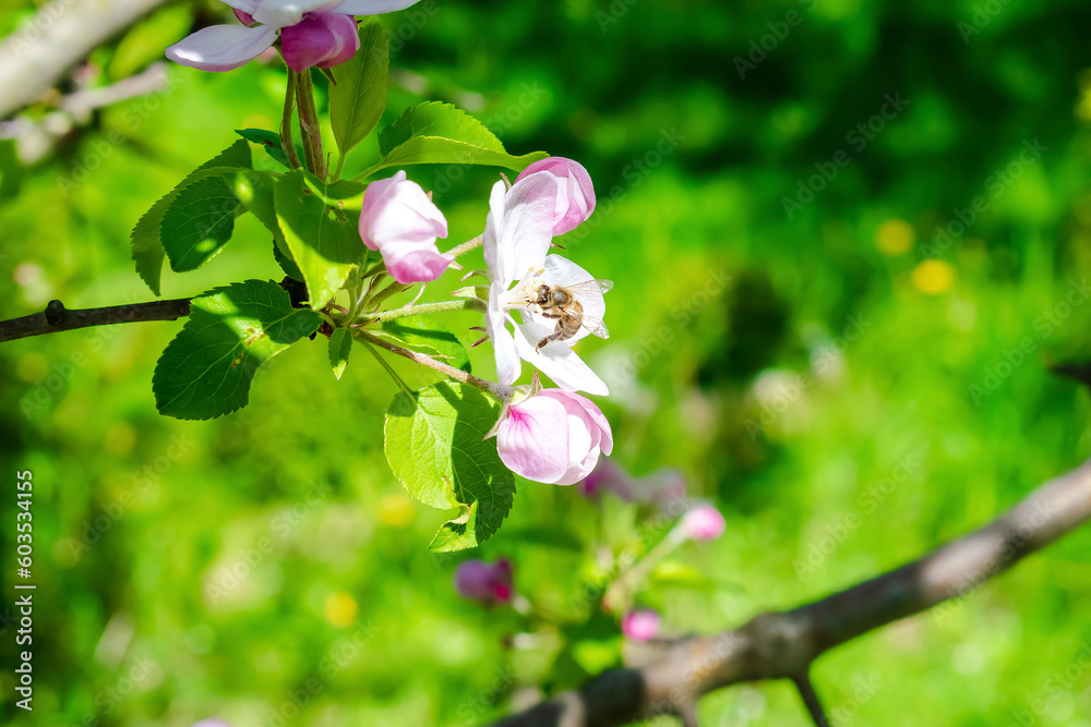 Fototapeta premium Bee bumblebee picking nectar on white pink flower of apple, cherry, apricot tree in green garden.macro nature landscape banner in summer, spring of honey bee with copy space. wildlife postcard